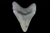 Juvenile Megalodon Tooth - Georgia #75422-1